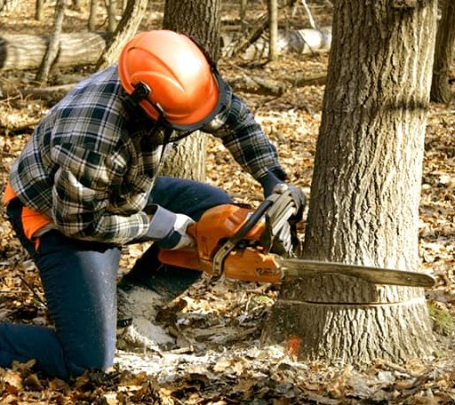 Tree Removal in Franklin, OH